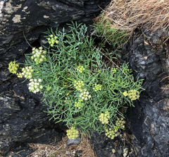 Crithmum maritimum