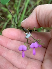 Desmodium paniculatum