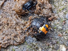 Nicrophorus vespilloides