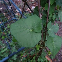 Ipomoea triloba
