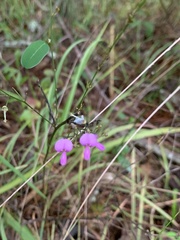 Desmodium paniculatum