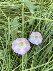 Convolvulus arvensis