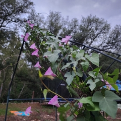 Ipomoea triloba