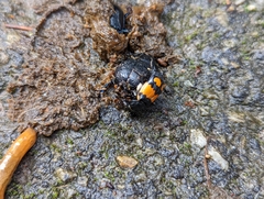 Nicrophorus vespilloides