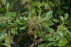 Heliotropium arboreum