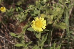 Pulicaria dysenterica