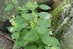 Solidago flexicaulis