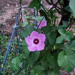 Ipomoea triloba