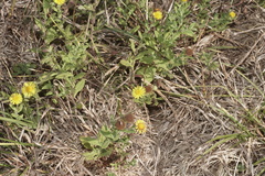 Pulicaria dysenterica
