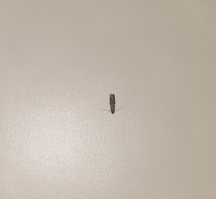 Plodia interpunctella