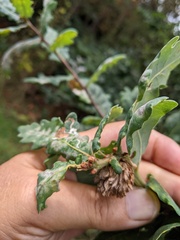 Andricus foecundatrix