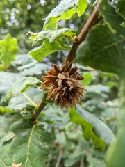 Andricus foecundatrix