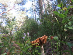 Cortinarius caperatus