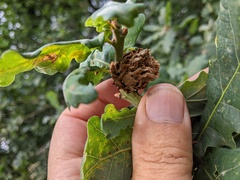 Andricus foecundatrix