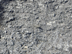 Trimerotropis verruculata