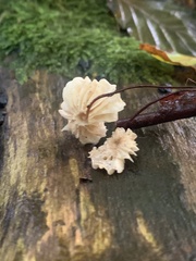Marasmius rotula