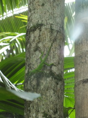 Anolis garmani