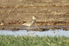 Calidris subruficollis