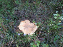Cortinarius caperatus