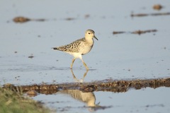 Calidris subruficollis