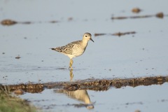 Calidris subruficollis