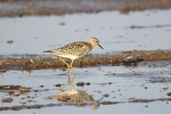 Calidris subruficollis