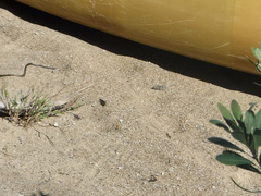 Dissosteira carolina