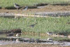 Calidris subruficollis