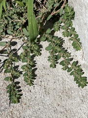 Euphorbia prostrata