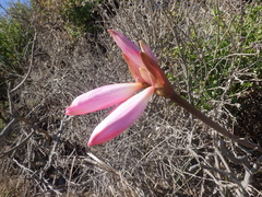 Amaryllis belladonna