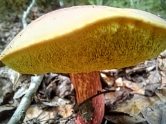 Aureoboletus auriporus