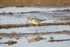 Calidris subruficollis