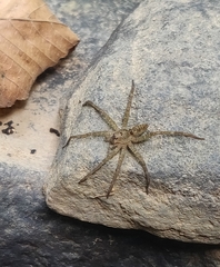 Dolomedes vittatus