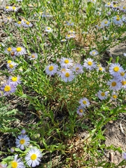 Erigeron speciosus