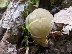 Retiboletus