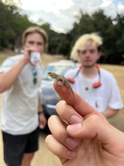 Sceloporus occidentalis longipes