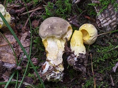 Retiboletus