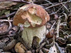 Boletus nobilissimus