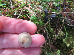 Spinellus fusiger