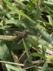 Allonemobius fasciatus