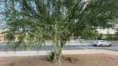 Parkinsonia