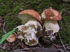 Boletus nobilissimus
