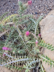 Cirsium arizonicum bipinnatum