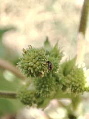 Bruchinae