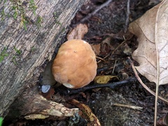 Boletus nobilissimus