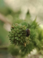 Bruchinae