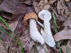 Boletus nobilissimus
