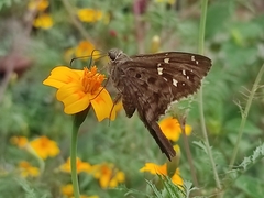 Thorybes dorantes dorantes