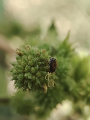 Bruchinae