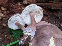 Tylopilus badiceps